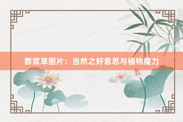 酢浆草图片：当然之好意思与植物魔力